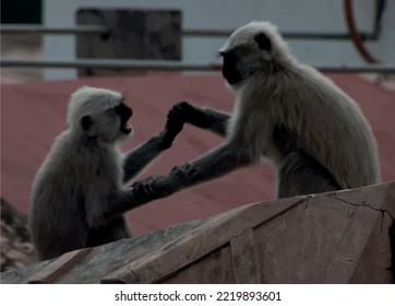 cute langur monkey in india
