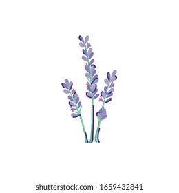 cute lavender flower nature isolated icon vector illustration design