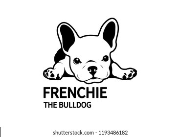 Cute lazy french bulldog lies down on the floor. Design in black & white style.