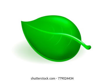 Cute Leaf Icon on White Background . Isolated Vector Illustration 