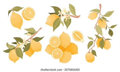 Cute lemon fruits vector illustration. Set of lemons composition isolated on white background. Icons of lemon fruits on the branch. Badge print, citrus packaging graphics.