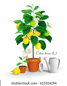 Cute Lemon tree with its Latin name in a pot and garden tools