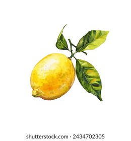 cute lemon vector illustration in watercolour style