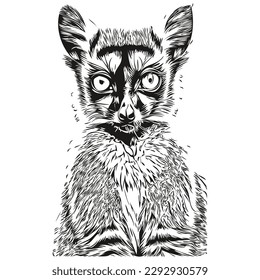 Cute Lemur on white background, hand draw illustration Lemurs
