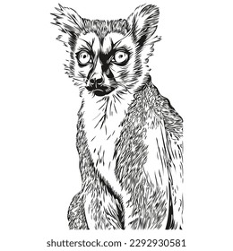 Cute Lemur sobre fondo blanco, ilustración de dibujo a mano Lemurs
