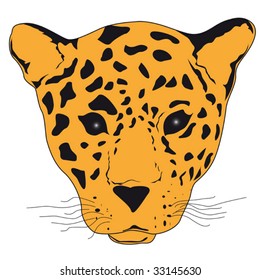 Cute leopard face over white
