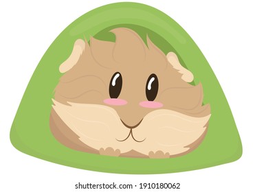 cute light beige shaggy guinea pig in a green house tent, cute home rodent, vector illustration in flat style