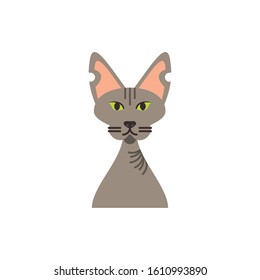 Cute light brown cat cartoon design, Animal pet kitten domestic feline kitty mammal beautiful and portrait theme Vector illustration