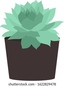 Cute light green succulent in a brown flowerpot isolated on a transparent background
