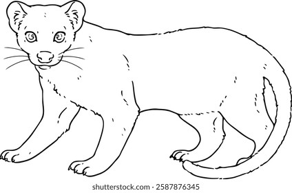 Cute line art illustration of Fossa hand drawn