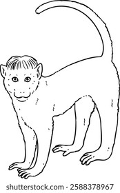 Cute line art illustration of Toque macaque