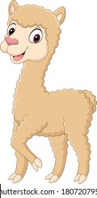 Cute little alpaca cartoon on white background