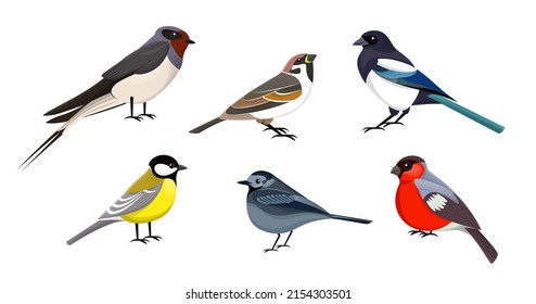 Pequeños pájaros. Ilustraciones vectoriales de pequeños animales sentados, vista lateral. Colección de dibujos animados con el ratón de topo de chispa de chispa tragado por urraca aislado de blanco. Naturaleza, fauna y flora silvestres, concepto de fauna