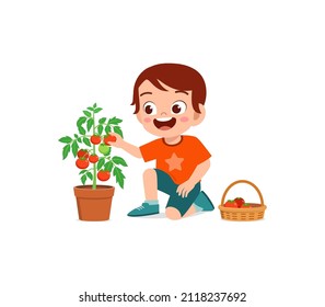 cute little boy harvest tomato in the garden