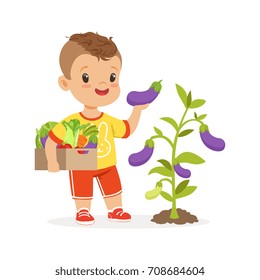 Cute little boy picking eggplants in the garden, kids healthy food concept colorful vector Illustration