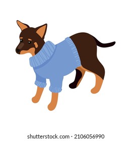 Cute little brown dog wearing blue sweater isometric vector illustration