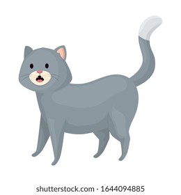 cute little cat animal icon vector illustration design