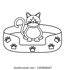 little cat bed