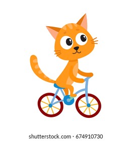 Cute little cat, kitten character riding bicycle, cycling, cartoon vector illustration isolated on white background.  