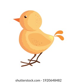 cute little chick animal character vector illustration design
