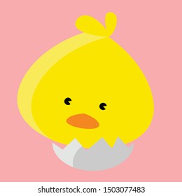 cute little chick hatched from egg isolated