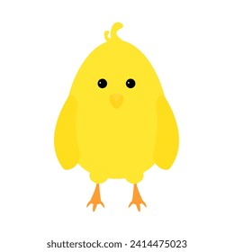 cute little chicken on a white background