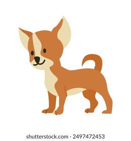 Cute little Chihuahua puppy pose