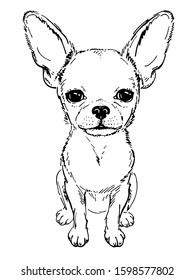 Cute little chihuahua sketch. Drawn puppy