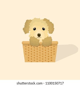 Cute little curly puppy at the wicker basket and shadow