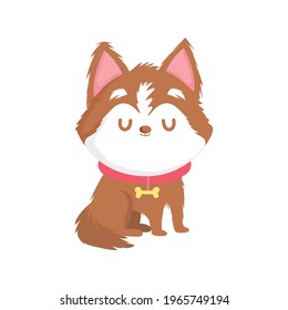 cute little dog with collar