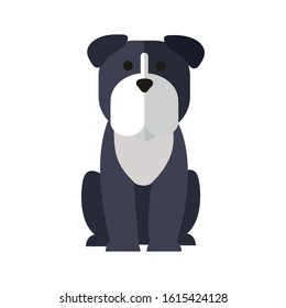 cute little dog mascot pure breed vector illustration design