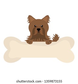cute little dog pet with bone