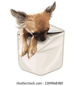 Cute little dog in the pocket. Print for T-shirt, clothes, textiles. Vector illustration. Creative fashion, drawing. Vintage paintings, postcard, background, wallpaper