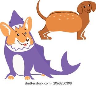 Perros pequeños en trajes. ¡Dachshund como un perro caliente, y el alegre corgi se convirtió en un tiburón!