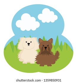 cute little dogs in the field