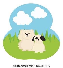 cute little dogs in the field