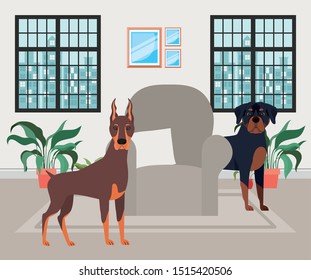 cute little dogs in the livingroom
