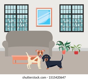 cute little dogs in the livingroom