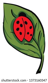 A cute little dome-shaped lady beetle red in color is crawling on a green leaf vector color drawing or illustration 
