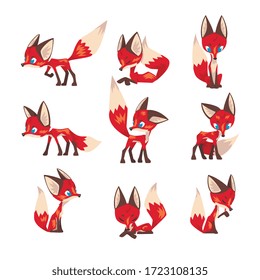 Cute Little Fox Collection, Fluffy Blue Eyed Wild Forest Animal Cartoon Character in Various Poses Vector Illustration