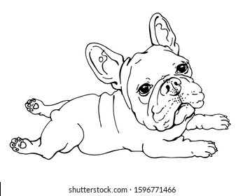 Cute little french bulldog sketch	