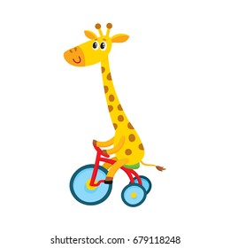 Cute little giraffe character riding bicycle, tricycle, cartoon vector illustration isolated on white background. Little baby giraffe animal character riding bike 