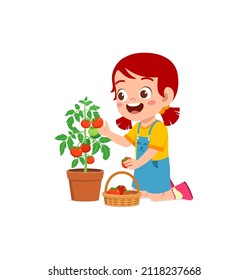 cute little girl harvest tomato in the garden