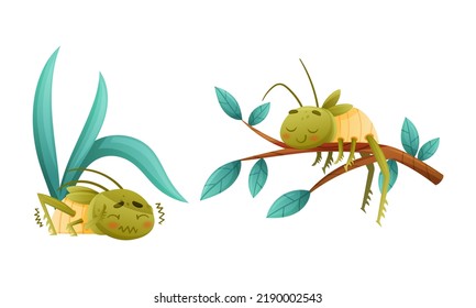 Cute Little Grasshopper Character Hiding Under Leaf Shivering with Fear and Lying on Tree Branch Vector Set