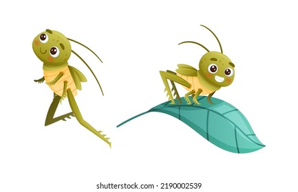 Pequeño Grasshopper lindo, sentado en hoja verde y conjunto de vectores de salto