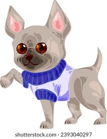 cute little gray chihuahua puppy in a sweater doggy fashion clipart