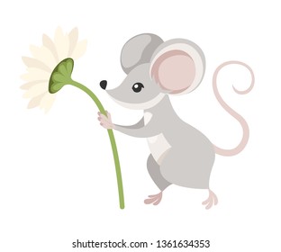 Cute little gray mouse holds a flower. Cartoon animal character design. Flat vector illustration isolated on white background.