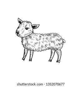 Cute little lamb hand drawn symbol of Happy Easter, vector ink sketch illustration isolated on white, cartoon sheep, cub ewe farmer animal, Character design for baby shower, greeting card, ivitation