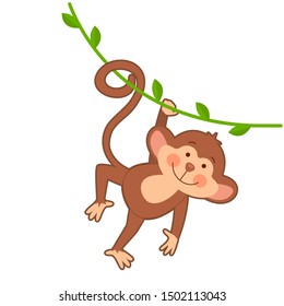 Cute little monkey hanging on liana on white background.