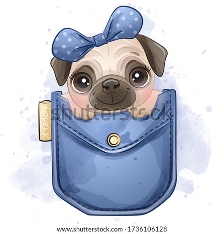 Cute little pug sitting inside the pocket